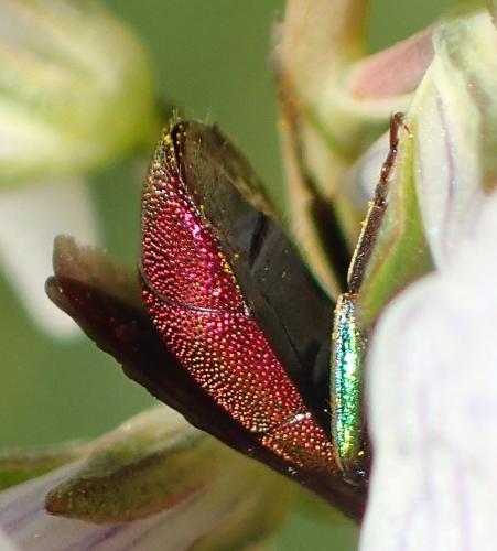 Hedychrum rutilans